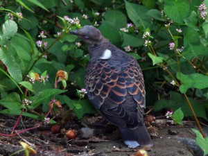ミゾソバの花をついばむ 10月14日 落合川