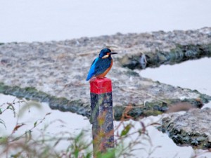 カワセミ 丸太町橋下流