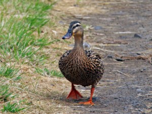 マガモ♀ 10月29日 落合川