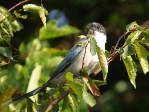 オナガ 10月3日 東久留米