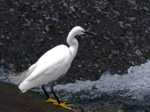 コサギ 10月29日 落合川