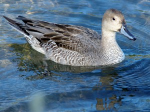オナガガモ♀ 10月16日 出町橋