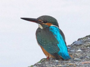 カワセミ 11月29日 荒神橋上流