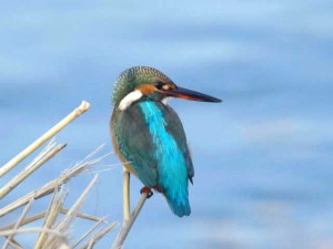 カワセミ 11月30日 賀茂大橋下流