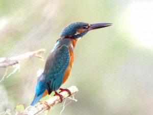 カワセミ♂