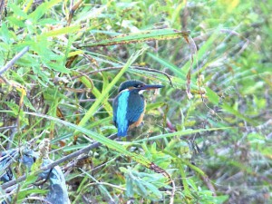 カワセミ♀ 11月28日 荒神橋上流