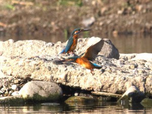 カップル 荒神橋上流