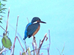 カワセミ 8