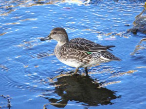 コガモ 11月28日 荒神橋上流