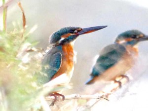 カワセミ♀