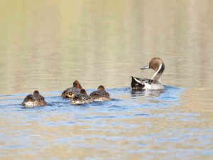 オナガガモとコガモ 11月27日 賀茂大橋下流