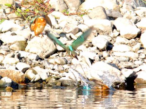 カワセミ 11月4日 賀茂大橋下流