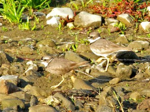 コチドリ幼鳥 11月3日 賀茂大橋下流