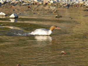 カワアイサ 11月29日 荒神橋上流