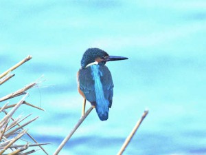 カワセミ♂ 11月28日 賀茂大橋下流