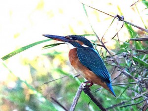 カワセミ♀ 11月6日 荒神橋上流