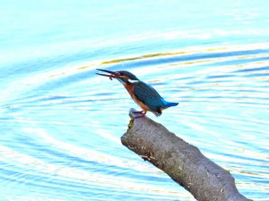 カワセミ 7