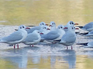 ユリカモメ 11月29日 河合橋