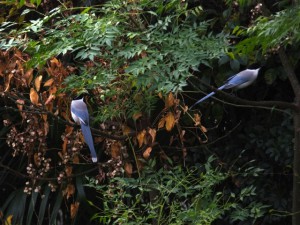 オナガ 11月21日 東久留米