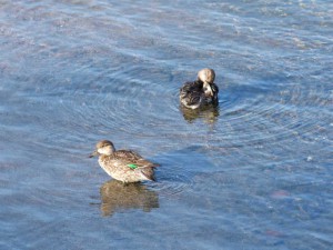 コガモ 11月3日 賀茂大橋下流