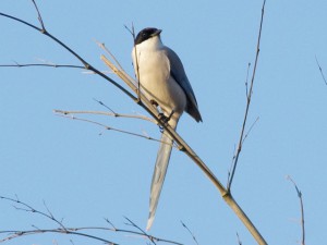 オナガ 12月8日 東久留米