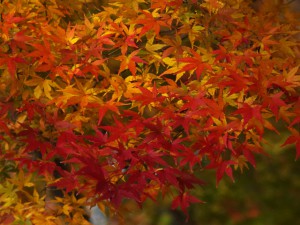 12月8日 東久留米