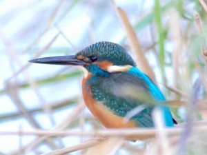 カワセミ♂ 12月4日 荒神橋上流