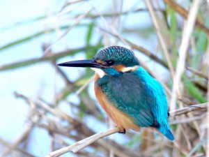 カワセミ♂ 12月2日 荒神橋上流