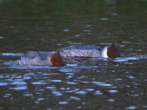 カワアイサ 12月4日 賀茂大橋下流
