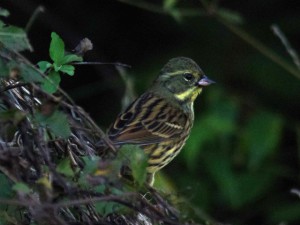アオジ 12月8日 落合川