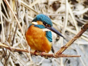 カワセミ 12月24日 落合川