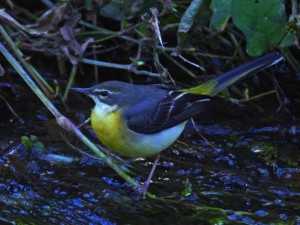 落合川 12月19日 キセキレイ -1