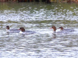 カワアイサ♀ 12月14日 賀茂大橋下流