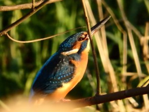 カワセミ♀ 12月22日 落合川