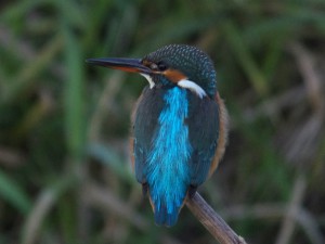 カワセミ 12月5日 賀茂大橋下流