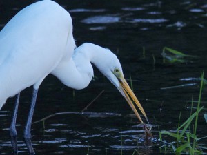 ダイサギ 12月19日 落合川