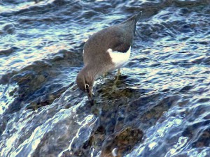 イソシギ 1２月2日 荒神橋下流