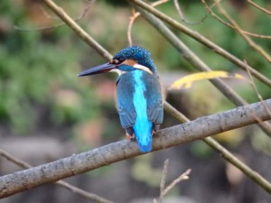 カワセミ 12月16日 落合川