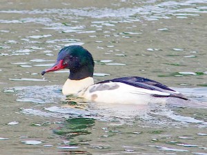カワアイサ♂ 12月14日 荒神橋上流