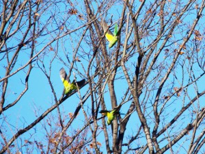 ワカケホンセイインコ 12月19日 東久留米