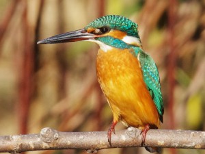 カワセミ♀ 12月19日 落合川