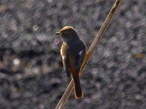 ジョウビタキ♀ 1月28日東久留米