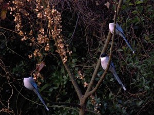 オナガ 1月8日 東久留米