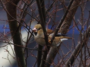 シメ 1月30日 東久留米