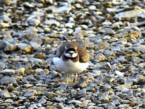 コチドリ 1月4日 荒神橋上流