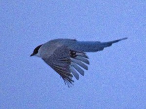 オナガ 1月7日 東久留米