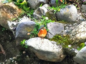 カワセミ