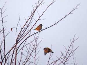 カワラヒワ 1月24日 東久留米