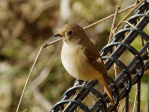 ジョウビタキ♀ 1月26日 東久留米