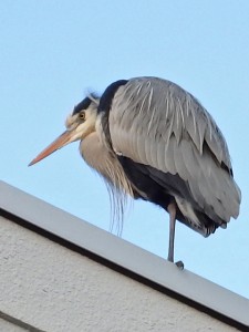 アオサギ